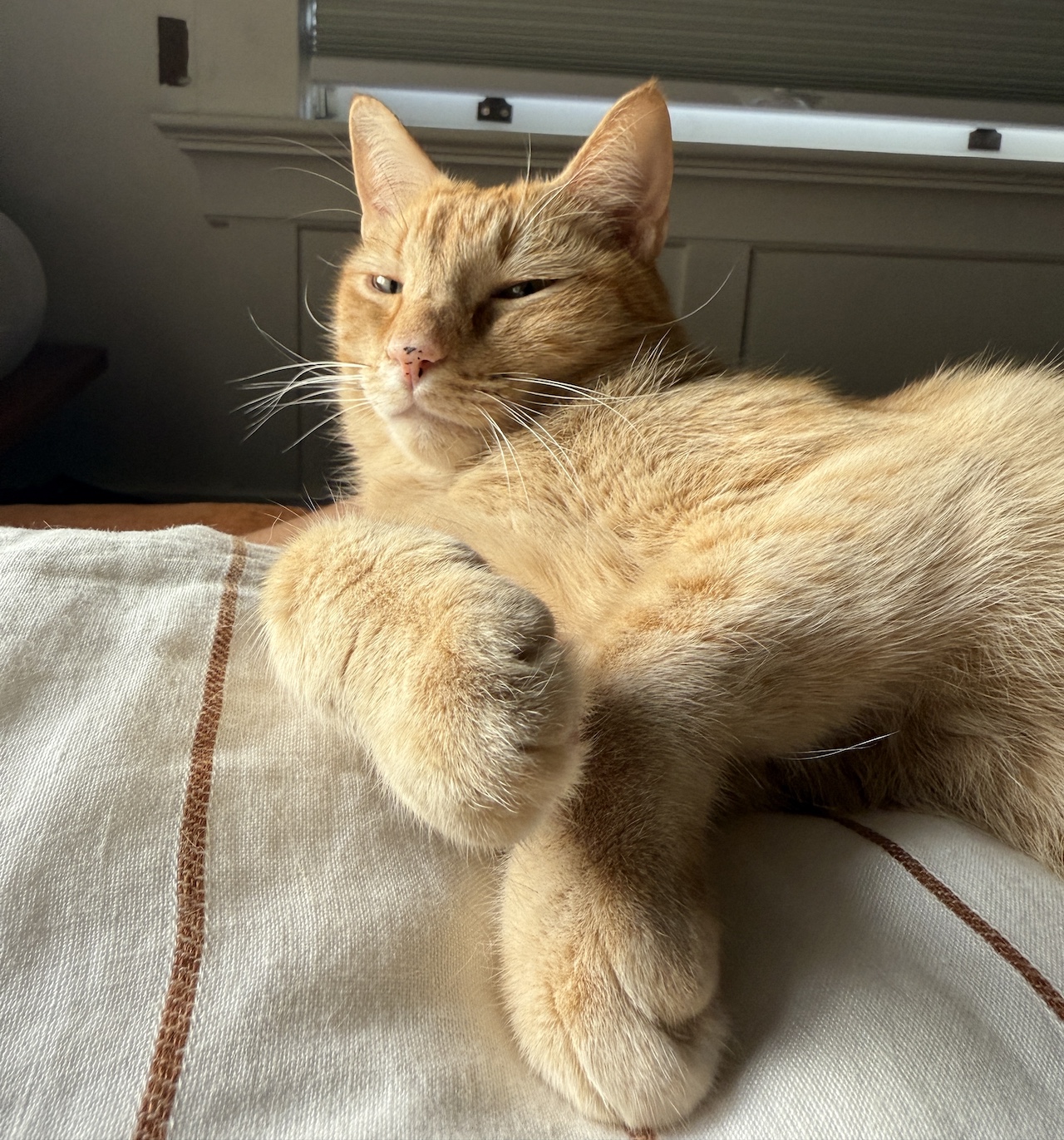 Corn, an orange tabby cat