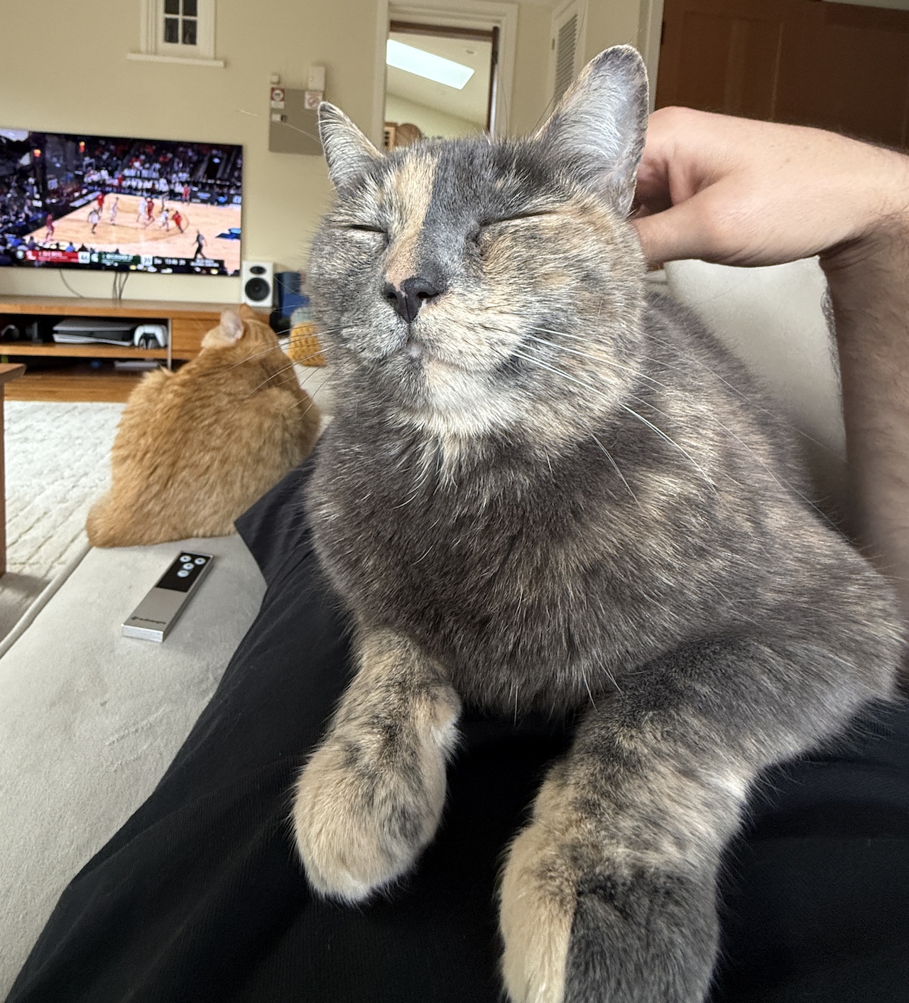 Dog, a gray dilute-tortoiseshell cat